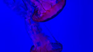 Preview wallpaper jellyfish, under aquatic world, swim, water