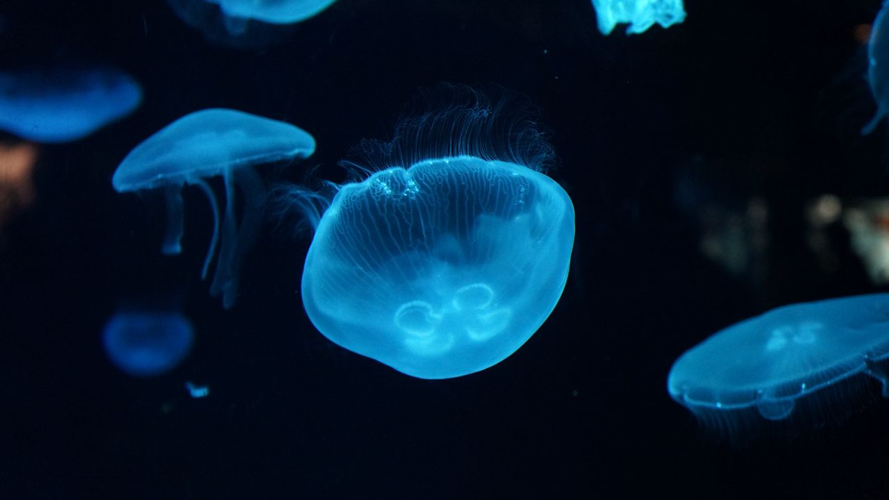 Wallpaper jellyfish, underwater, beautiful