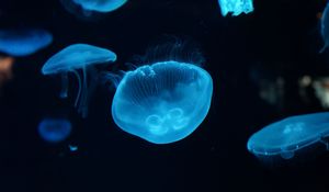 Preview wallpaper jellyfish, underwater, beautiful