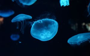 Preview wallpaper jellyfish, underwater, beautiful