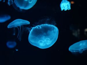 Preview wallpaper jellyfish, underwater, beautiful