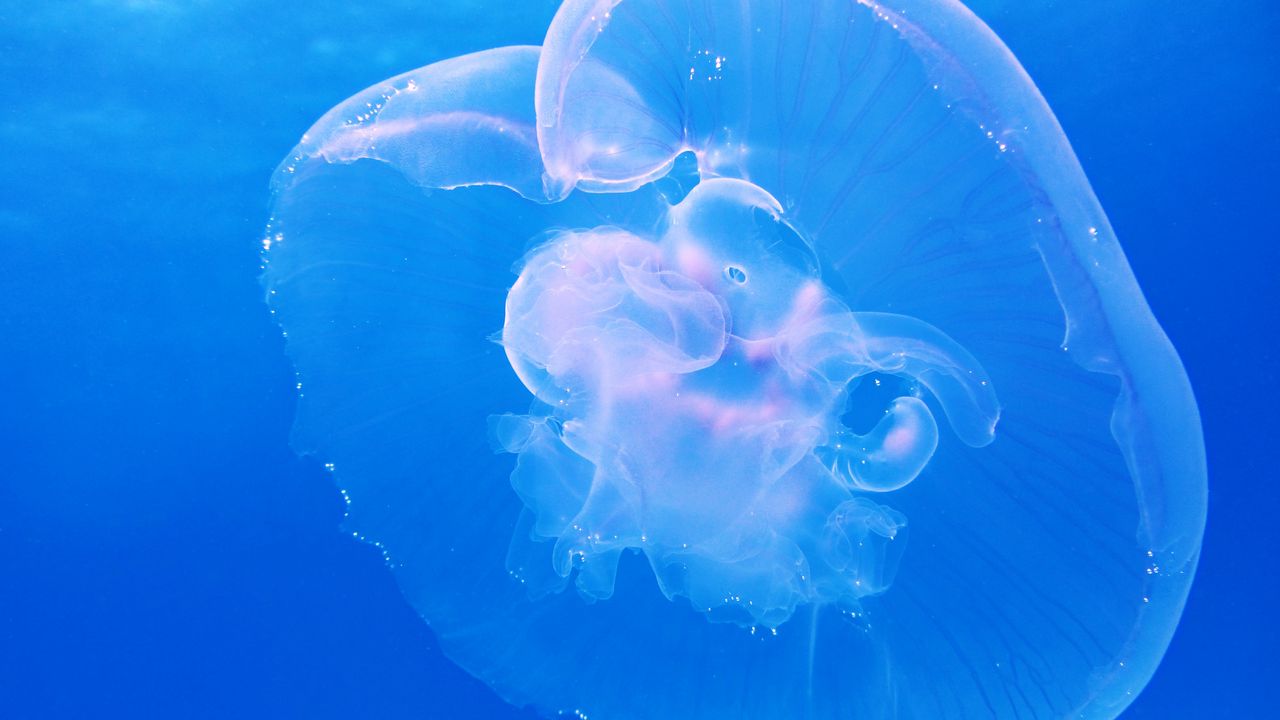 Wallpaper jellyfish, underwater, blue
