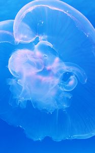 Preview wallpaper jellyfish, underwater, blue