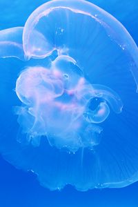 Preview wallpaper jellyfish, underwater, blue