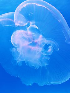 Preview wallpaper jellyfish, underwater, blue