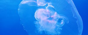 Preview wallpaper jellyfish, underwater, blue