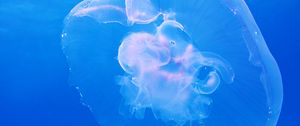 Preview wallpaper jellyfish, underwater, blue