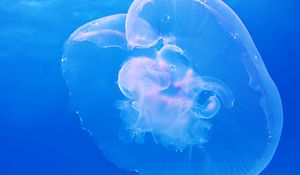 Preview wallpaper jellyfish, underwater, blue