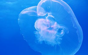 Preview wallpaper jellyfish, underwater, blue