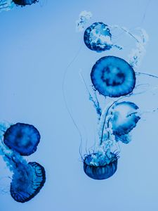 Preview wallpaper jellyfish, underwater, blue, tentacles