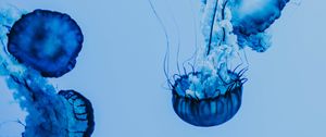 Preview wallpaper jellyfish, underwater, blue, tentacles