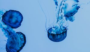 Preview wallpaper jellyfish, underwater, blue, tentacles