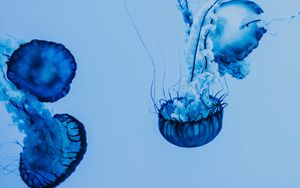 Preview wallpaper jellyfish, underwater, blue, tentacles