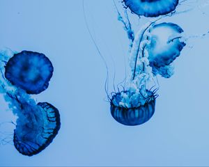 Preview wallpaper jellyfish, underwater, blue, tentacles