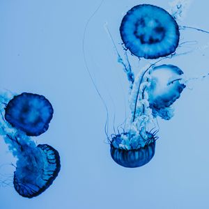 Preview wallpaper jellyfish, underwater, blue, tentacles