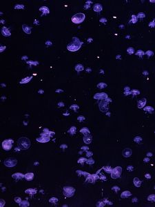 Preview wallpaper jellyfish, underwater, blue, dark