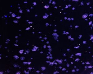 Preview wallpaper jellyfish, underwater, blue, dark