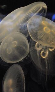 Preview wallpaper jellyfish, underwater, close-up