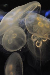 Preview wallpaper jellyfish, underwater, close-up