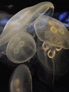 Preview wallpaper jellyfish, underwater, close-up