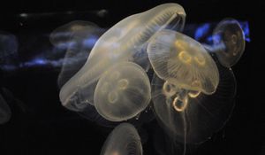 Preview wallpaper jellyfish, underwater, close-up