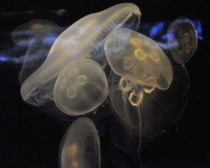 Preview wallpaper jellyfish, underwater, close-up