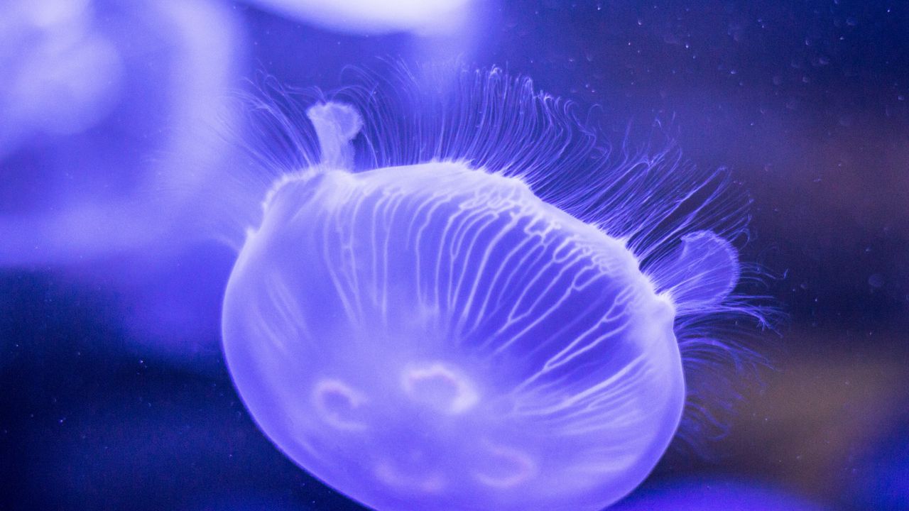 Wallpaper jellyfish, underwater, close-up