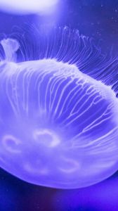 Preview wallpaper jellyfish, underwater, close-up