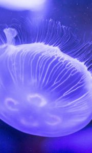 Preview wallpaper jellyfish, underwater, close-up