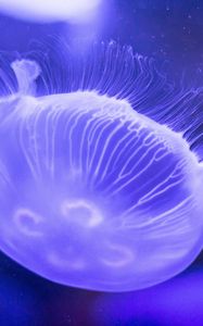 Preview wallpaper jellyfish, underwater, close-up