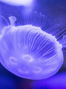 Preview wallpaper jellyfish, underwater, close-up