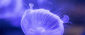 Preview wallpaper jellyfish, underwater, close-up