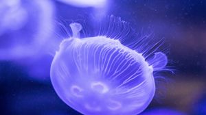 Preview wallpaper jellyfish, underwater, close-up
