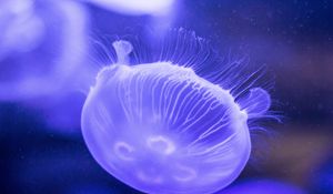 Preview wallpaper jellyfish, underwater, close-up