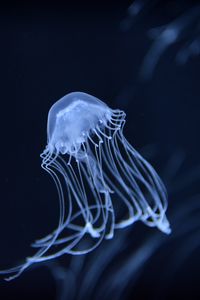 Preview wallpaper jellyfish, underwater, dark, blur