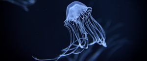 Preview wallpaper jellyfish, underwater, dark, blur