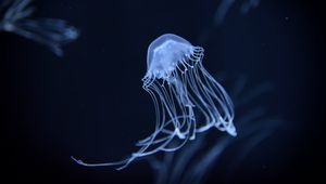 Preview wallpaper jellyfish, underwater, dark, blur