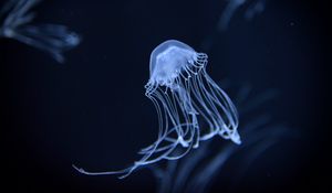 Preview wallpaper jellyfish, underwater, dark, blur