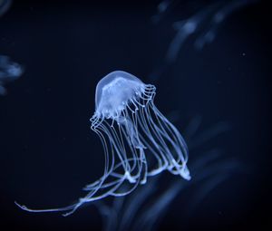 Preview wallpaper jellyfish, underwater, dark, blur
