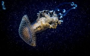 Preview wallpaper jellyfish, underwater, dark