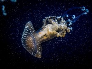 Preview wallpaper jellyfish, underwater, dark