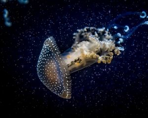 Preview wallpaper jellyfish, underwater, dark