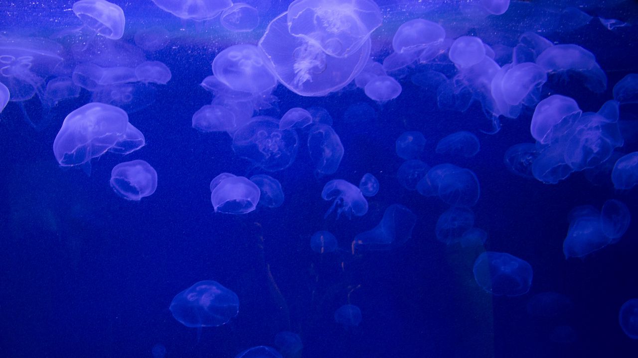 Wallpaper jellyfish, underwater, jelly