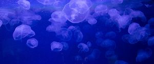 Preview wallpaper jellyfish, underwater, jelly