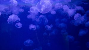Preview wallpaper jellyfish, underwater, jelly