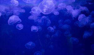 Preview wallpaper jellyfish, underwater, jelly