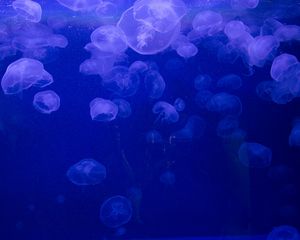 Preview wallpaper jellyfish, underwater, jelly