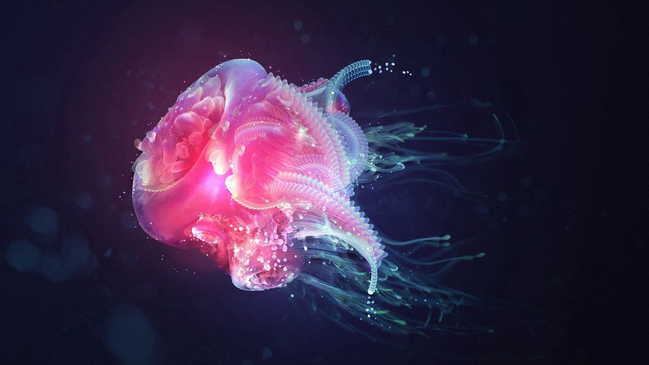 Wallpaper jellyfish, underwater, light, shadow