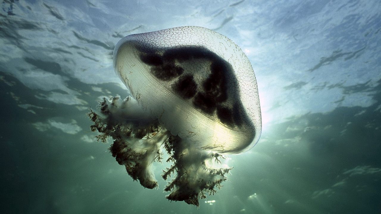 Wallpaper jellyfish, underwater, lights, swimming