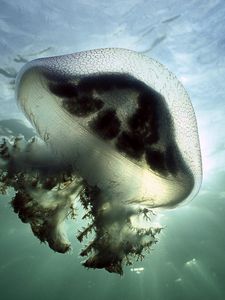 Preview wallpaper jellyfish, underwater, lights, swimming